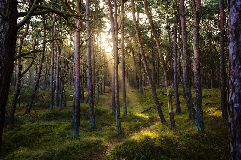 Forest Walk